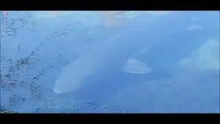 STURGEON FARMING IN INCH CREEK