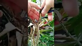 How to propagate crape Jasmin plant using Coffee shell.