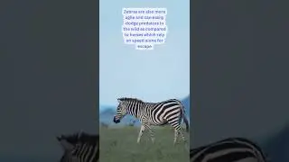 Zebra Defence Power? #shorts #animals #animalshorts #Zebra #powerful