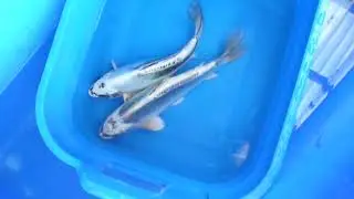 Maple koi. Breeder - Jiroske. Kikukuryu. Metalic Kumonryu. ( Dragon Koi )