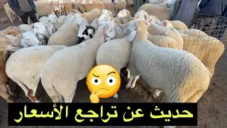 حديث عن تراجع أسعار الغنم اليوم من سوق المواشي في بداية العام الجديد 2026