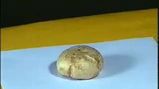 a25 Esporada de Agaricus