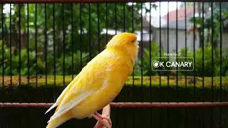 ДОКАЗАННАЯ ЭФФЕКТИВНОСТЬ❗ Специальный аудиоурок для формирования характера голоса вашей канарейки
