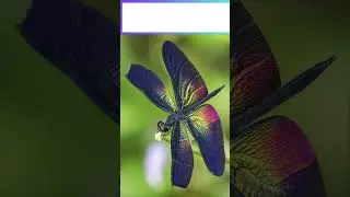 TOP 10 MOST BEAUTIFUL DRAGONFLIES  #shorts  #top1 #top10 #animalsavior #DRAGONFLY