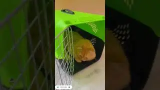 travel cage for kittens #tawakaltaliba #youtubechannel #review #shorts #flipkart #unboxing