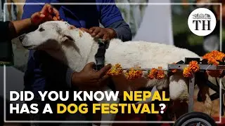 Did you know Nepal has a dog festival? | The Hindu