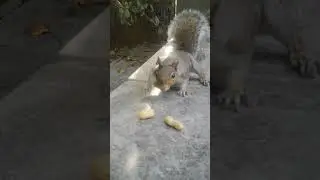 Sneaking Up #slomotionvideo #slomotion #squirrel #nature #wildlife #animals #outdoors #sneaking