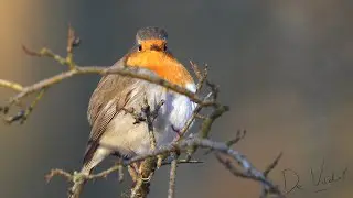 Vogelwandeling door Meijendel #1183
