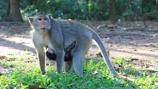 Mama Viola Carry Her Bb To Find Food in Morning Time  MWE -21
