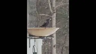 Starlings Love Birdbath!