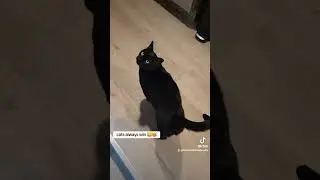 @acrazykittencaboodle Cats always win! #catlife #catbegging #catwhining #catcalling #catvideos #cats