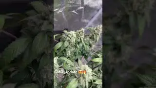 GMO update #educationalvideo #gardening #plants #remix #gmo