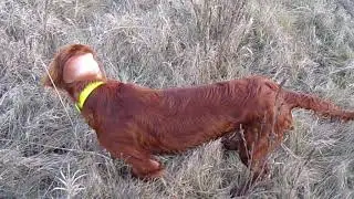 7 month old Irish Setter pointing pheasant 1