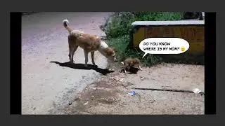 Helpless PUPPY lost his Mother... Crying continuously... What happened next...