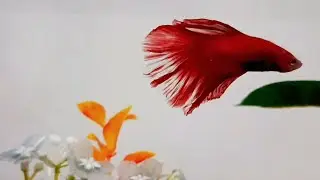Calm Music to Sleep &ndash; Betta Fish Video.#bettafish #calmmusic 