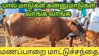 🐄🐂🔥குறைந்தவிலையில்பால்மாடுகள்|மணப்பாறை மாட்டுச்சந்தை#cow #hf #hfcow #jersey #thirchy#cowmarket