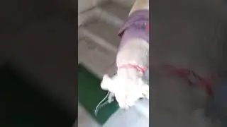 Evening walk 😀 #outing #dog #shorts #youtube #subscribe my channel &hearts;️