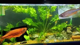 GIANT DANIOS For My COMMUNITY AQUARIUM!