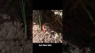 Finding Animals Under Rocks! #centipede