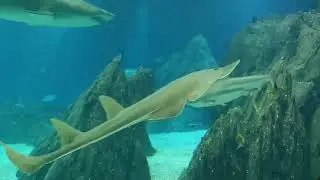 World of Sharks in Lisbon Oceanarium, Portugal - Free to Use #sharks #sealife #oceanarium