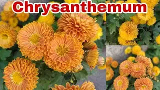 Guldaudi / Chrysanthemum plant care // All about Chrysanthemum winter flowering plant