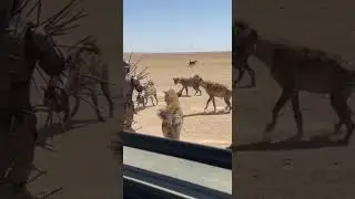 Hyenas Test a Man in Spiked Armor Real Safari Moment