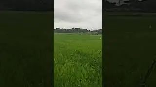 မိုးရာသီဆို အရမ်းသဘောကျ🥰#nature