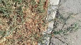 Polygonum aviculare or common knotgrass 何首乌或常见的蓼草 または一般的なノットグラス पॉलीगोनम एविकुलर या कॉमन नॉटग्रास