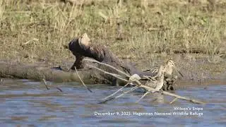 20251209 Wilson's Snipe