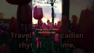 Sleep Crisis in Big Cities#CityInsomnia 🌆 #SleepTech 📱 #DigitalDetox📵#AncientWisdom📜#PeacefulNights🌌