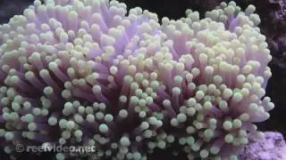 Torch Coral