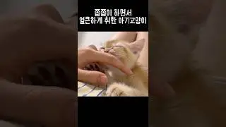 쫍쫍이하는 아기고양이 #고양이잠투정 #쭙쭙이 #쫍쫍이 #잠투정 #아기고양이 #잠자는고양이 #냥뇽녕냥 #아기냥이 #꾹꾹이 #고양이 #골디의하루