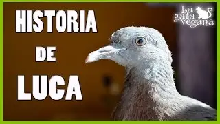 RESCATANDO UNA TORCAZ DE LA CALLE | PICHÓN DÉBIL | LOS PRIMEROS DÍAS EN CASA  Y SUS CUIDADOS 1/2
