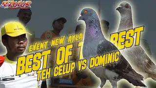 TEAM MAESTRO ADA DI 8 BESAR DUEL BURUNG SUPER MEMBAL DI EVENT BOB NEW AYLA LAPAK BIP CIKARANG