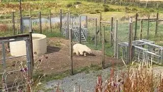 Polar Bears @ Jimmys Farm 2024