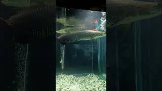 Fish #aquarium  #amusement #zoo #animals #fishaquarium #garden #park #mussoorie  #malsideerpark
