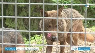 De nouveaux loups sont arrivés à Saint-Martin-Vésubie