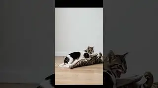 The playful cat takes a nap like this after lunch 🐱💤