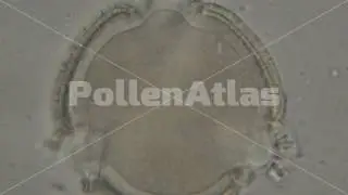 Centranthus Ruber Polar View
