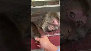 Hellow,xingxing #monkey #monkey #xingxing #cute #lovely