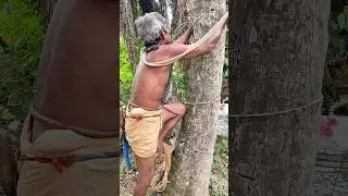 70 years old Man climbing Coconut tree#885 #sandhyasvillagelife #coconut #climbingtrees