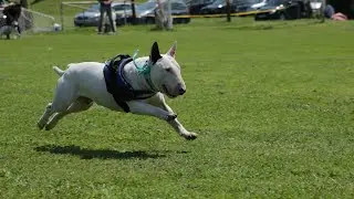 Bull Terrier TV - Coursing
