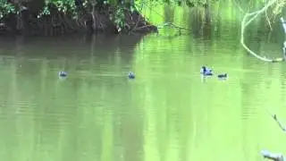 coot feeding young