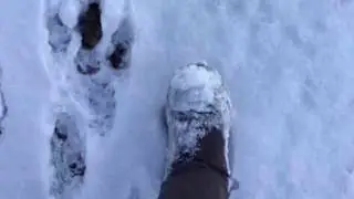 Dogman and Yowie Tracks