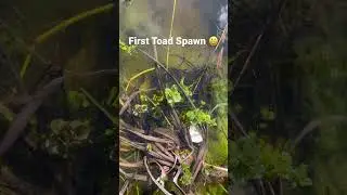 Day 1: 🐸 Toad Spawn Invasion in Fish Pond 🌊 #ToadLifeJourney #nature #wildlife #toad