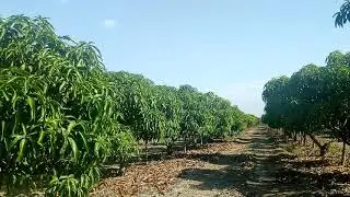 MANGO ATAULFO: MADURANDO YEMA