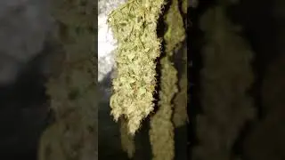 Sample top dry cookie kush