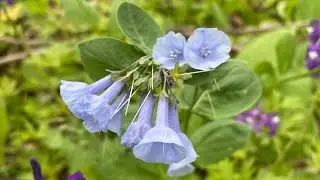 How to grow Bluebells from seed