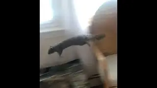 PLEASE HELP! this SQUIRREL IS RUNNING AROUND MY HOUSE and the squirrel guy...he feels sorry for him!