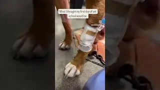 First Day of Vet School: Expectation vs Reality